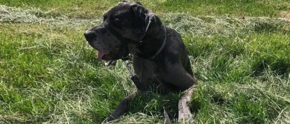 Dogge auf Wiese